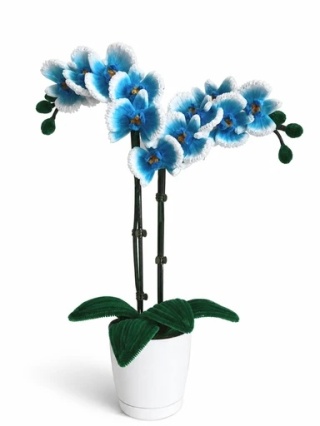 Moon Orchid