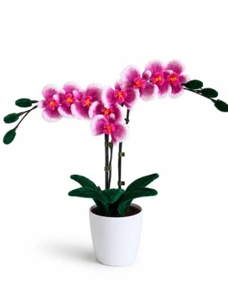 Mystic Orchid
