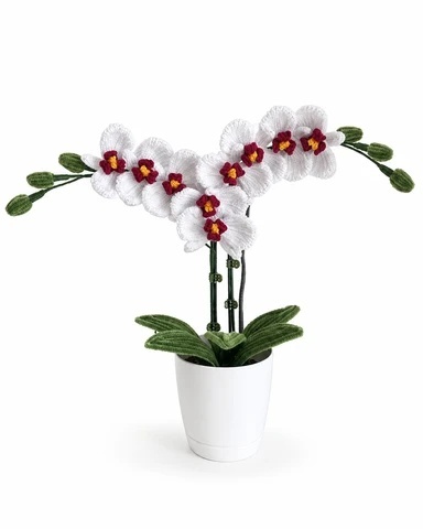 Whispering Orchid